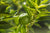 Petitgrainöl bio Citrus aurantium fol