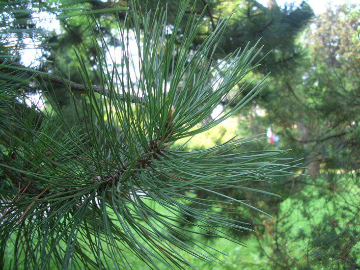 Kiefernadelnöl bio Pinus sylvestris