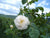 Rose alba CO2 Extrakt 10:90 in Jojoba
