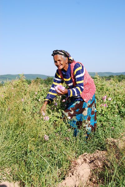 Rosenöl bulgarisch 10:90 in Jojoba Rosa x damascena