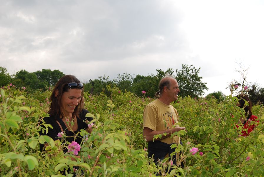 Rosenöl bulgarisch bio 10:90 in Jojoba Rosa x damascena