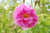 Rosenöl bulgarisch bio Rosa x damascena