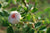 Rosenöl türkisch Rosa x damascena