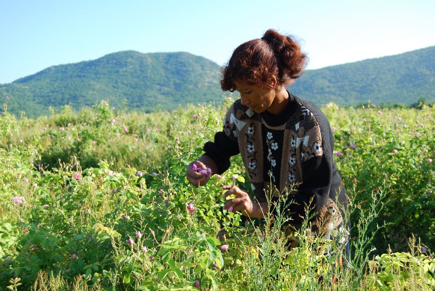 Rosenöl persisch Rosa x damascena