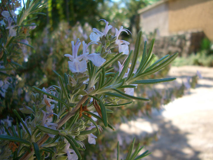 Rosmarinöl bio (Ct. Cineol) Rosmarinus officinalis