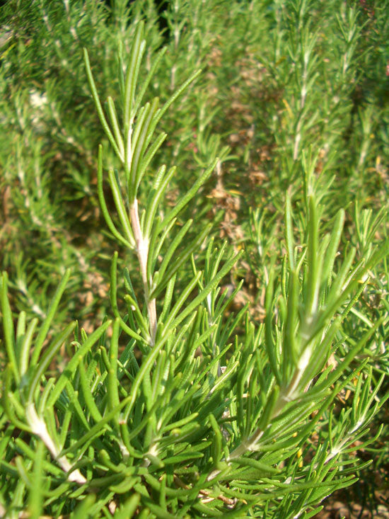 Rosmarinöl bio (Ct. Borneon) Rosmarinus officinal