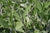 Salbeiöl bio Salvia officinalis