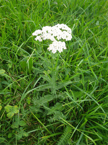 Schafgarbenöl bio Achillea millefolium