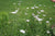 Schafgarbenöl bio Achillea millefolium