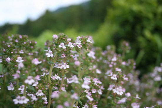 Thymianöl (Ct. Thujanol) Thymus vulgaris
