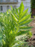 Baldrianwurzelöl Valeriana officinalis