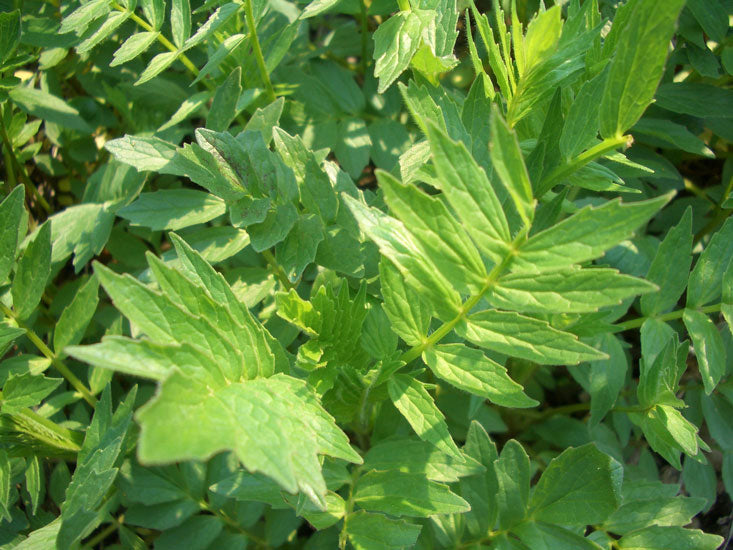 Baldrianwurzelöl Valeriana officinalis
