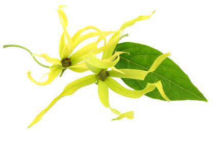 Ylang Ylang Öl extra bio Cananga odorata