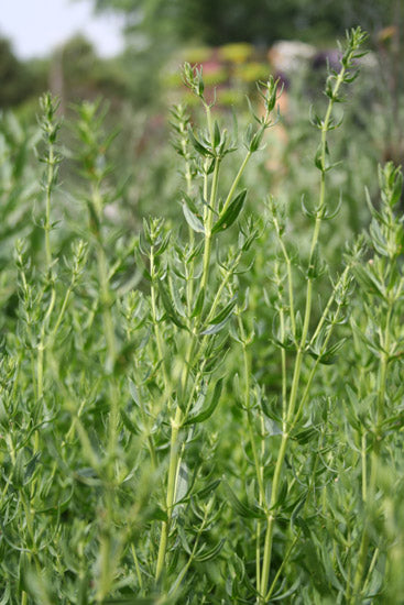 Ysopöl bio Ct. Cineol Hyssopus officinalis