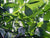 Zimtblätteröl bio Cinnamomum zeylanicum