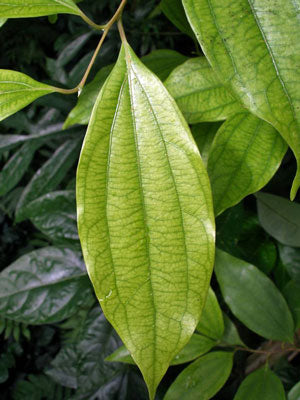 Zimtblätteröl bio Cinnamomum zeylanicum