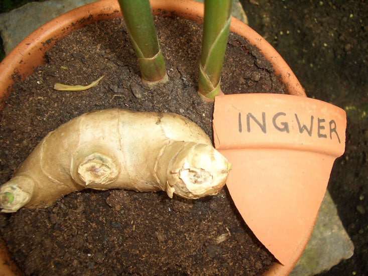 Ingweröl Zingiber officinale