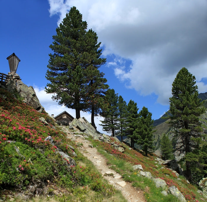 Zirbenöl Pinus cembra
