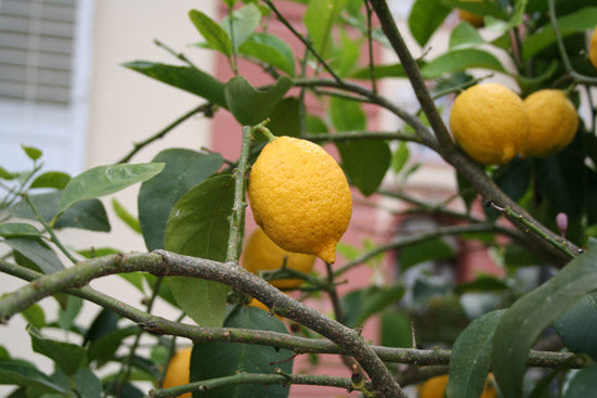 Zitronenöl bio Citrus limon