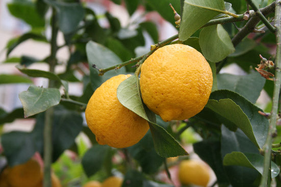 Zitronenöl bio Citrus limon