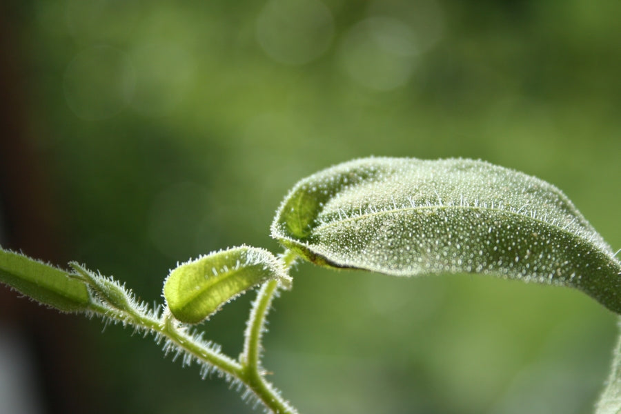 Eukalyptusöl citriodora bio Corymbia citriodora