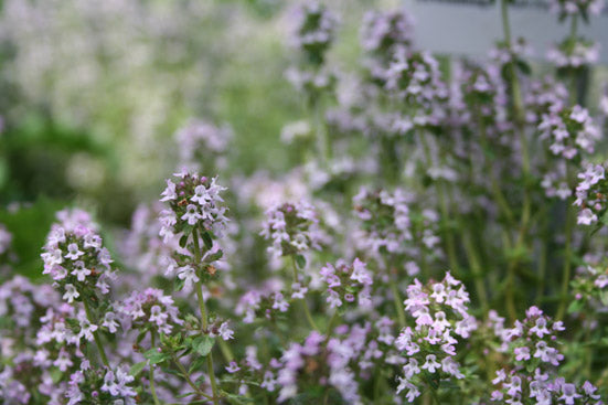 Thymianöl (Ct. Thymol) Thymus vulgaris
